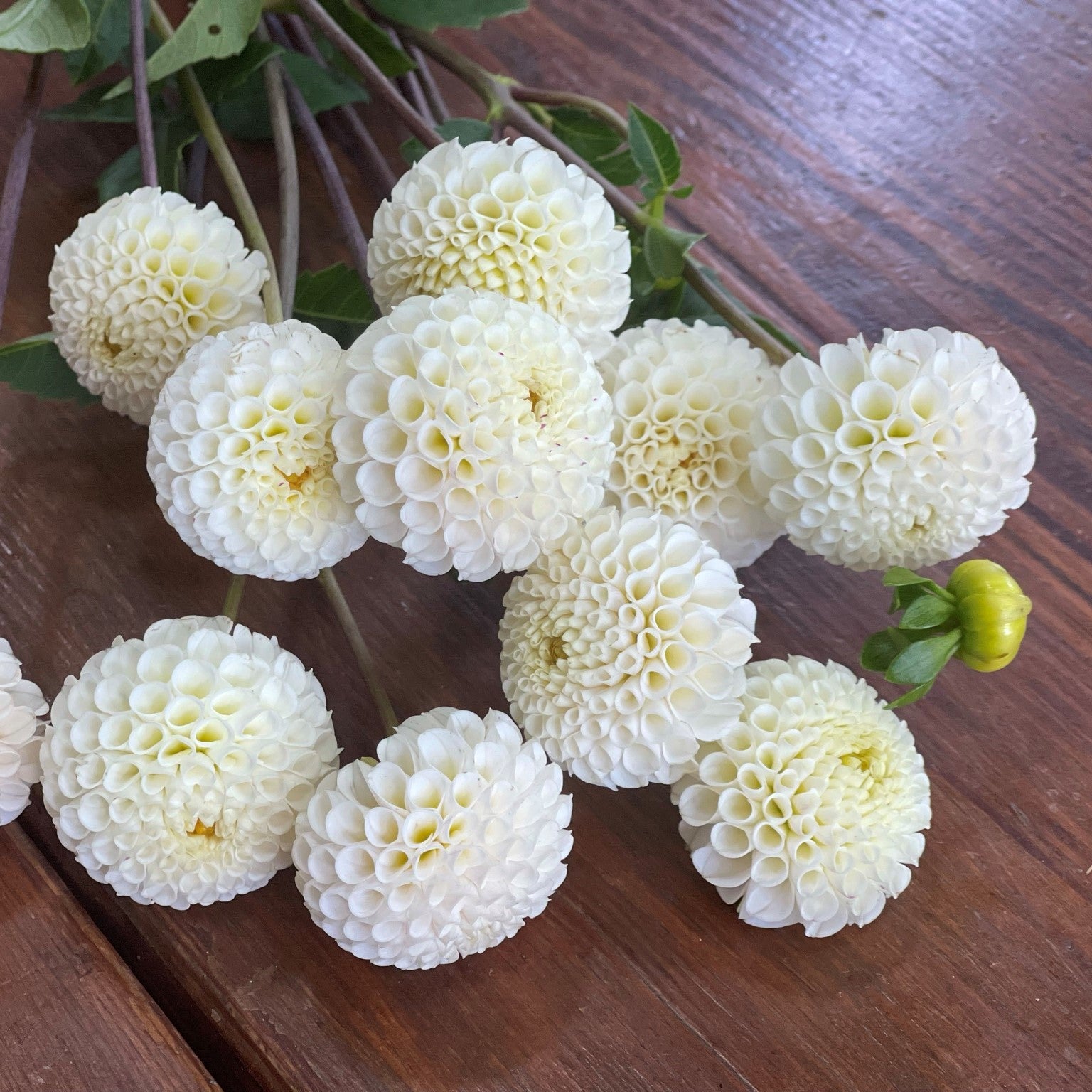 Small World Dahlia – Pleasant Hills Farm